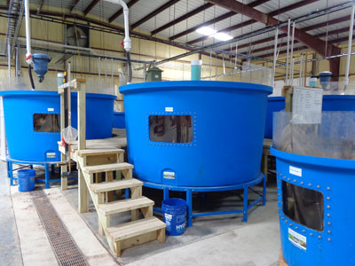 Blog 500 gallon aquaponic fish tank
