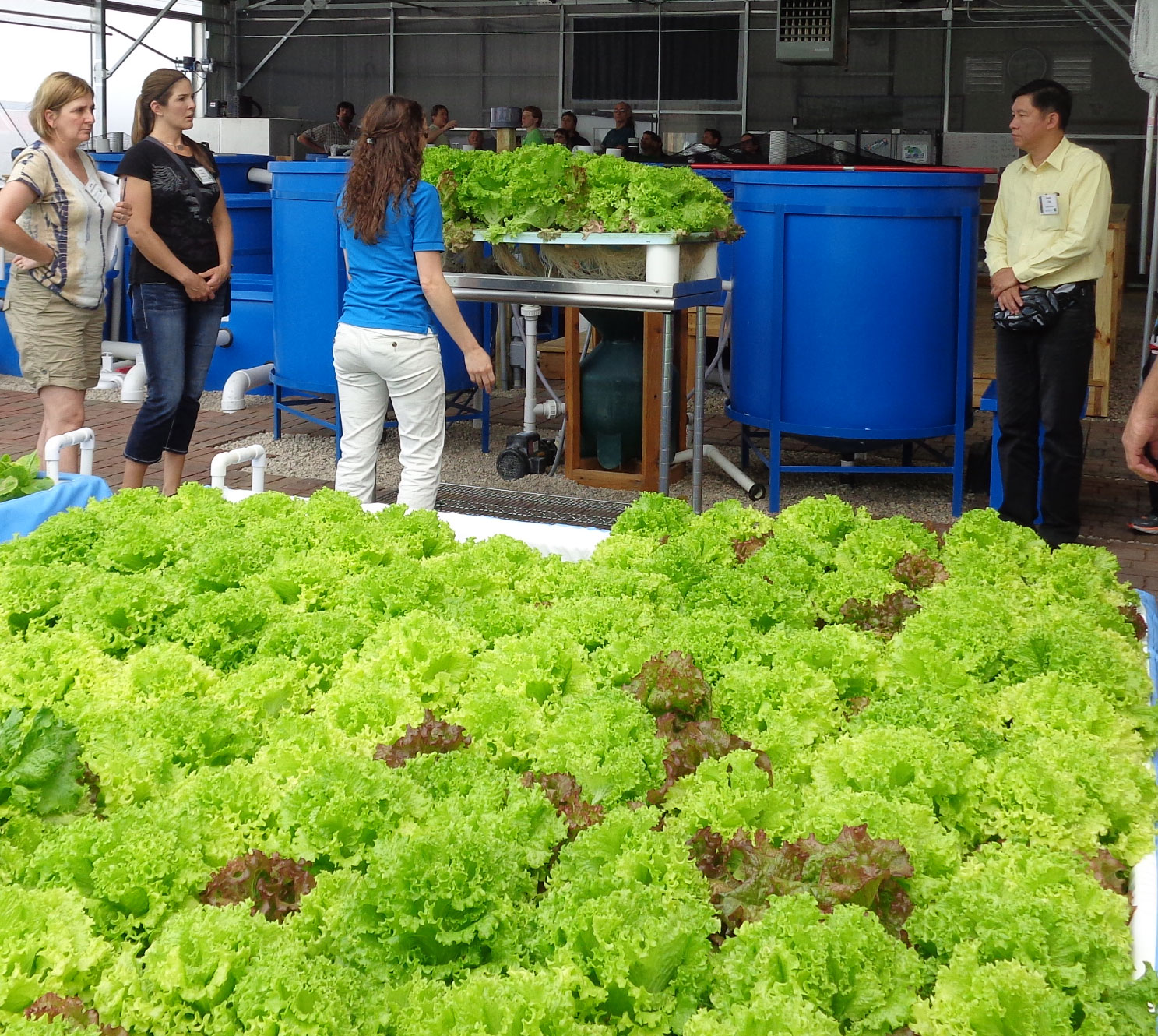 Aquaponics opportunities sustainable provides fresh healthy food