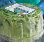 Lettuce Bags and Crispers