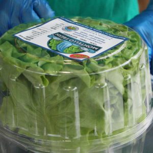 Lettuce Bags and Crispers