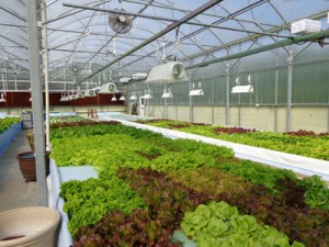 Patented Clear Flow Aquaponic Systems® with ZDEP® | Nelson ...