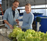 profitable commercial aquaponics, nelson and pade inc