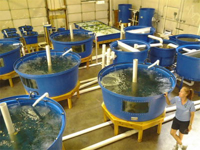 Aquaponics raft design 