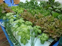 Learn about how aquaponics works with Nelson and Pade