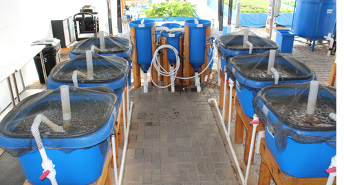 Optional equipment for aquaponics includes fish nursery ...