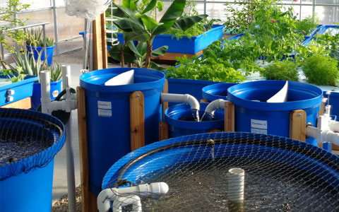 Aquaponics farming course 