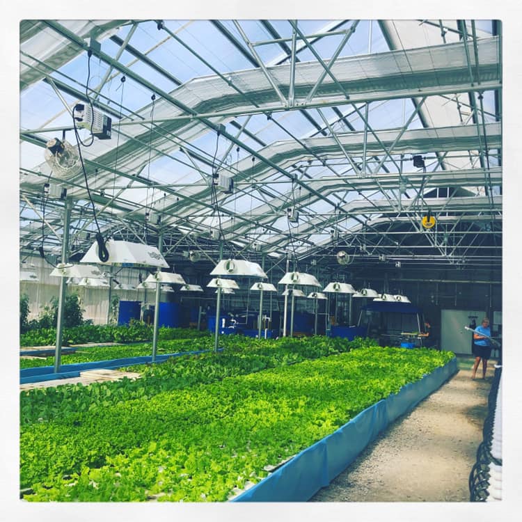 1. learn about commercial aquaponics in ky nelson & pade