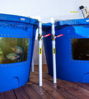 aquaponics fish tanks