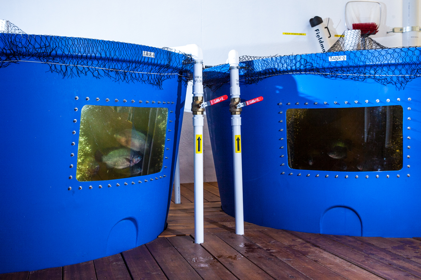 aquaponics fish tanks