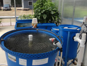 Small and Highly Productive Aquaponic System F-5 – Nelson and Pade