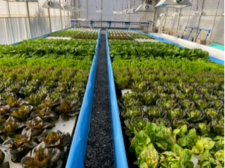 JD Farms greenhouse