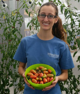 tomatoes grown in aquaponics