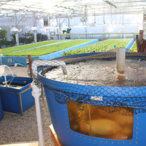 Aquaponics Business Planning Kit