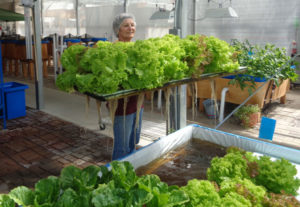 Harvesting lettuce in commercial aquaponics