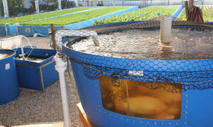 Commercial Aquaponic Systems