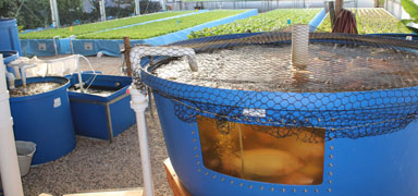 Commercial Aquaponic Systems