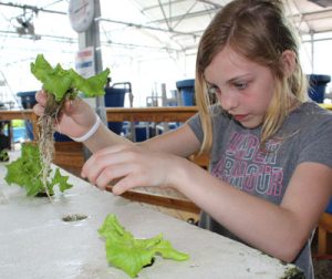 Aubrey-planting-aquaponic-lettuce
