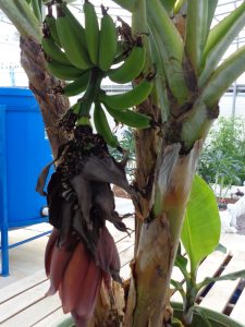 Banana tree growing in aquaponics