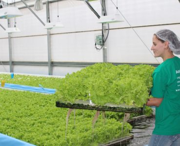 Harvesting Aquaponic Lettuce