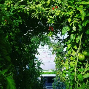 tomato canopy
