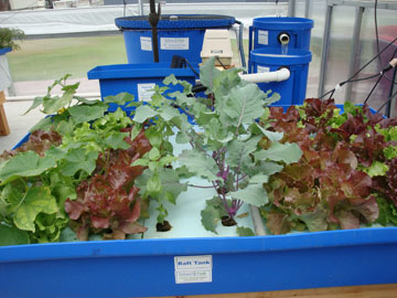 Home Aquaponic Systems - Feed Your Family, Fresh Fish and ...