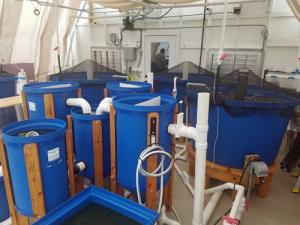 Aquaponic MicroFarm 2 b