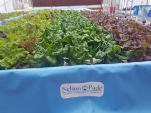Aquaponic MicroFarm 2 lettuce raft