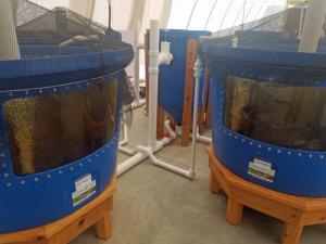 Aquaponic MicroFarm 2 tanks b