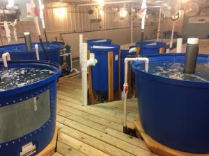 Aquaponic MicroFarm 2 tanks in barn