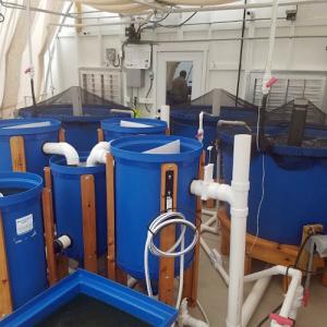Aquaponic MicroFarm 2 tanks