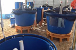 Aquaponic MicroFarm 3 a