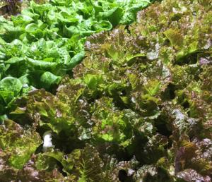 Aquaponic MicroFarm 3 a