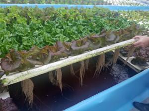 Aquaponic MicroFarm 3 b