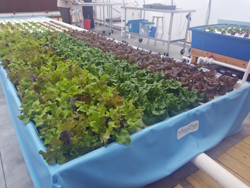 Aquaponic farming profit Upward plans to open a 250,000-square-foot vertical farm in PA early next year