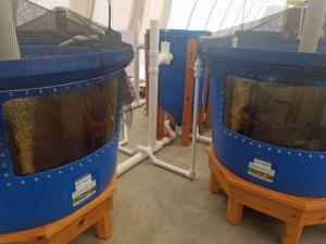 Aquaponics mineralization tank 