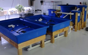 F5---one-100-gal-fish-tank, filters and 2 3x5 grow beds         