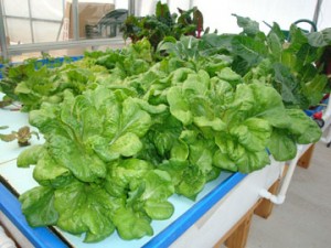 F5-with-Leafy-greens         