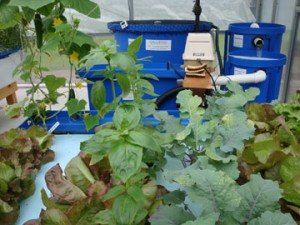 F5-with-cucumbers,-lettuce-         