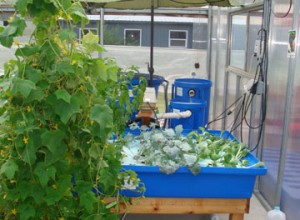 F5-with-giant-cucumber-plant and other veggies         