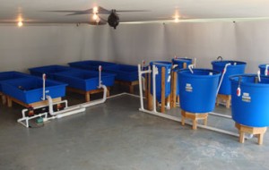 Family-Plus-4-100-gal-fish tanks, filters and 6-4x6 grow beds         