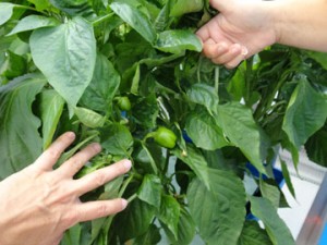 Family-Plus-peppers         
