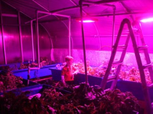 Family-Plus-with-LED-grow-lights at Dible Diversified Farm         