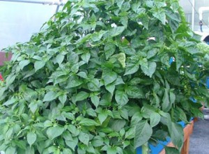 Family-Plus-with-basil-at-Dible Diversified Farm         